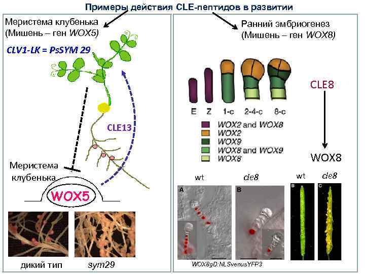 Примеры действия CLE-пептидов в развитии Меристема клубенька (Мишень – ген WOX 5) Ранний эмбриогенез