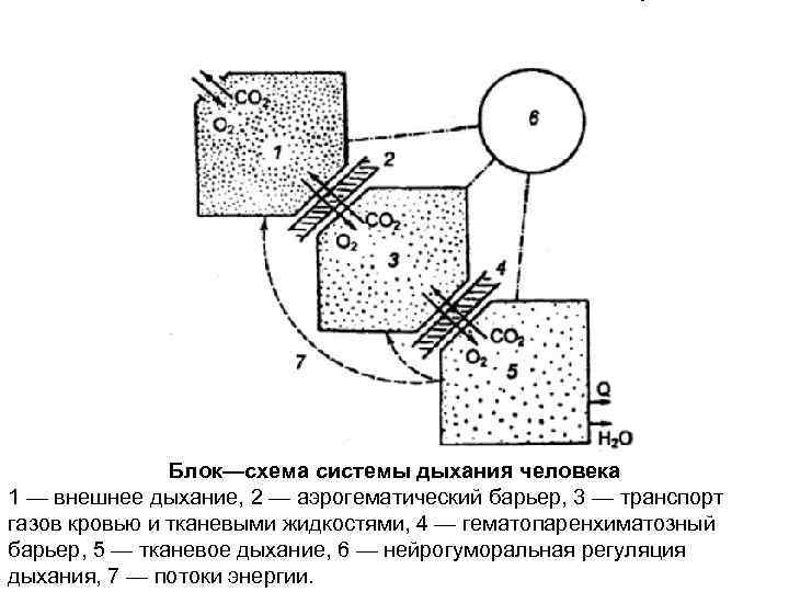 Блок—схема системы дыхания человека 1 — внешнее дыхание, 2 — аэрогематический барьер, 3 —
