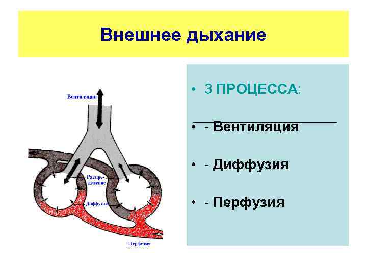 Внешнее дыхание • 3 ПРОЦЕССА: • Вентиляция • Диффузия • Перфузия 