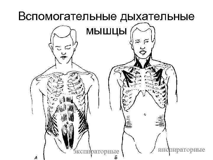 Вспомогательные дыхательные мышцы экспираторные инспираторные 