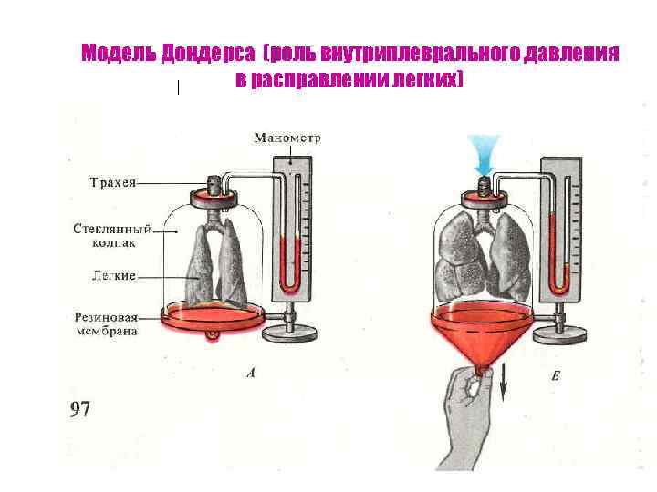 Модель Дондерса (роль внутриплеврального давления в расправлении легких) 