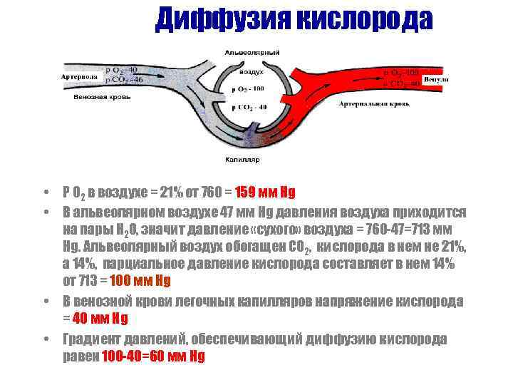 Диффузия кислорода • Р О 2 в воздухе = 21% от 760 = 159