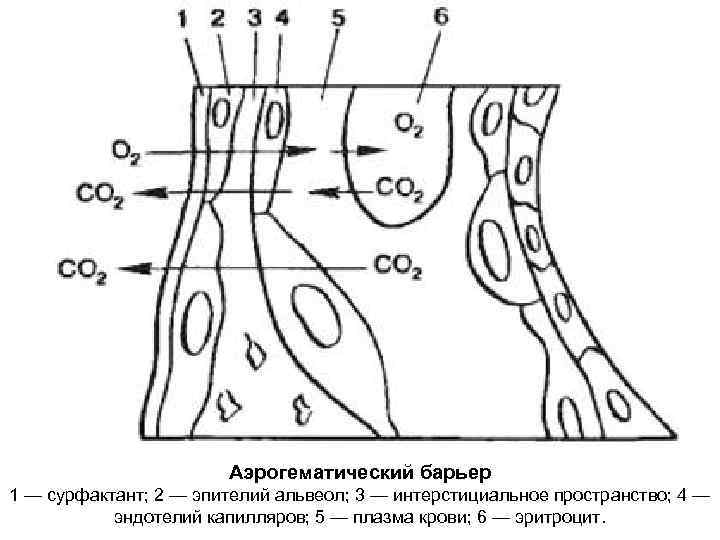 Схема строения аэрогематического барьера