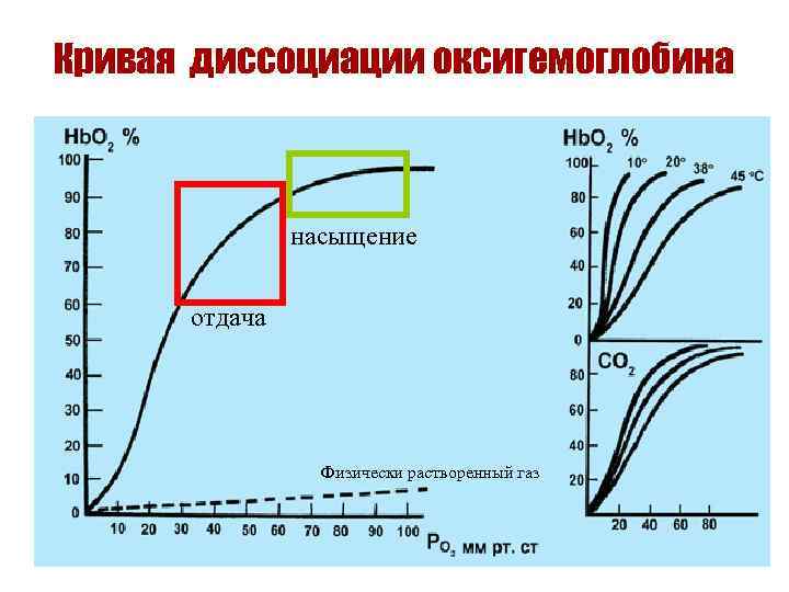 Кривая диссоциации оксигемоглобина насыщение отдача Физически растворенный газ 