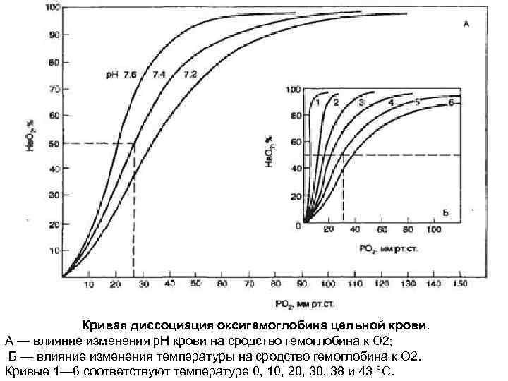 Кривая диссоциация оксигемоглобина цельной крови. А — влияние изменения р. Н крови на сродство