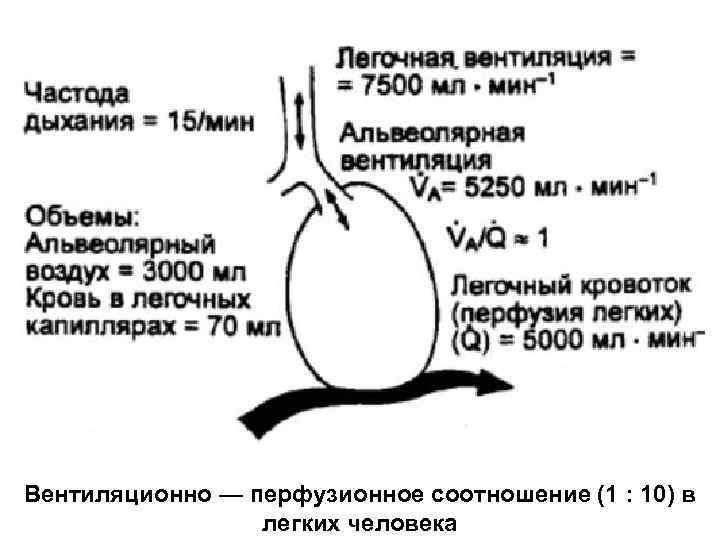 Вентиляционно — перфузионное соотношение (1 : 10) в легких человека 
