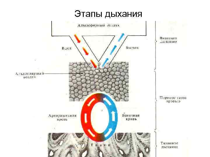 Этапы дыхания 