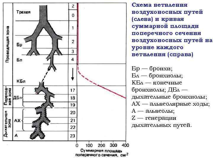 Схема ветвления воздухоносных путей (слева) и кривая суммарной площади поперечного сечения воздухоносных путей на