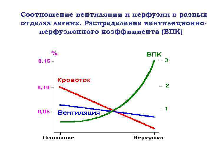 Соотношение вентиляции и перфузии в разных отделах легких. Распределение вентиляционноперфузионного коэффициента (ВПК) 