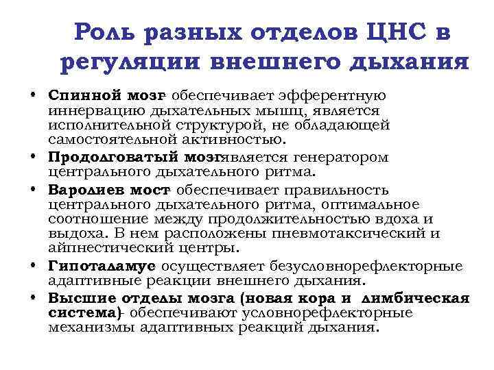 Роль разных отделов ЦНС в регуляции внешнего дыхания • Спинной мозг обеспечивает эфферентную иннервацию