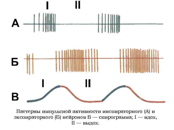 Паттерны импульсной активности инспираторного (А) и экспираторного (Б) нейронов В — спирограмма; I —