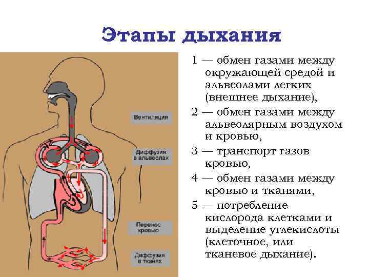 Процесс дыхания. Транспорт газов кровью регуляция дыхания физиология. Схема этапов процесса дыхания. Процесс дыхания этапы дыхательный цикл. Схема этапов газообмена.