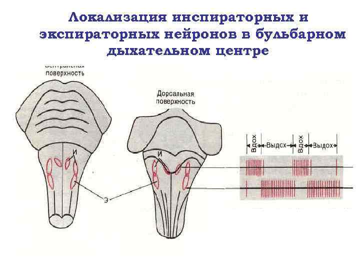 Локализация инспираторных и экспираторных нейронов в бульбарном дыхательном центре 