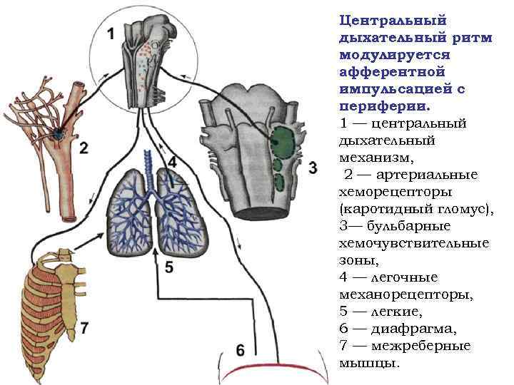 Центральный дыхательный ритм модулируется афферентной импульсацией с периферии. 1 — центральный дыхательный механизм, 2