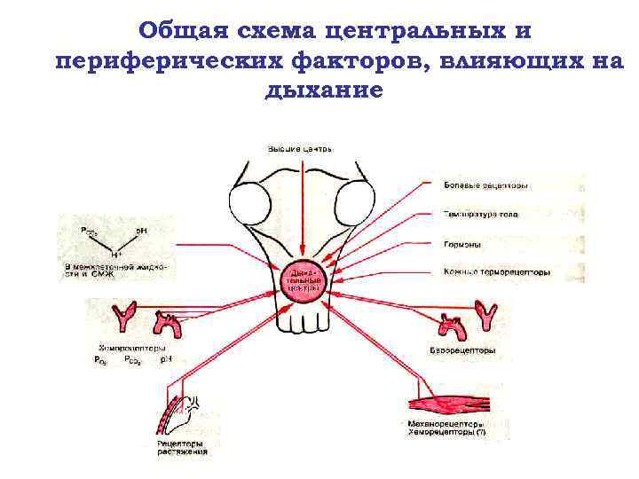 Общая схема центральных и периферических факторов, влияющих на дыхание 