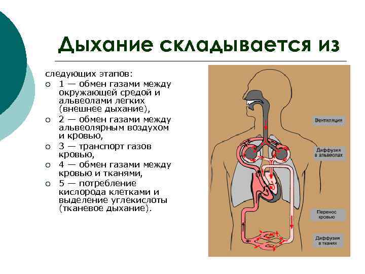 Внешнее дыхание презентация