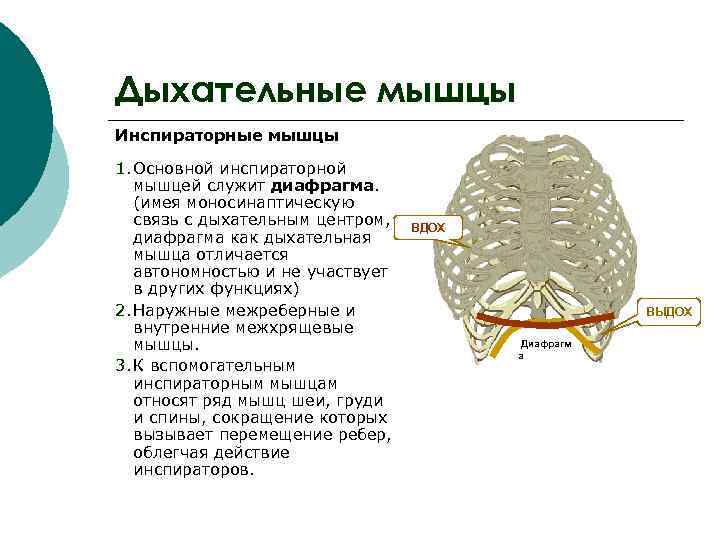 Дыхательные мышцы Инспираторные мышцы 1. Основной инспираторной мышцей служит диафрагма. (имея моносинаптическую связь с