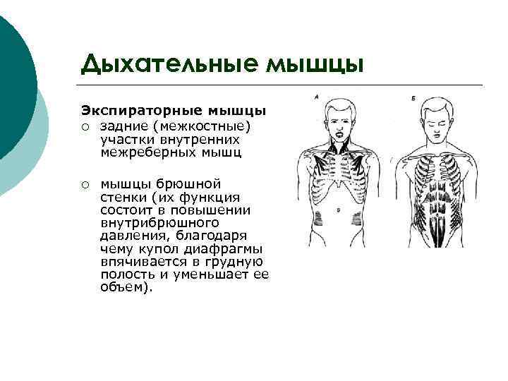 Дыхательные мышцы Экспираторные мышцы ¡ задние (межкостные) участки внутренних межреберных мышц ¡ мышцы брюшной