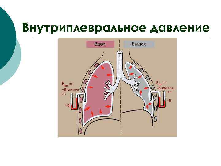 Внутриплевральное давление 