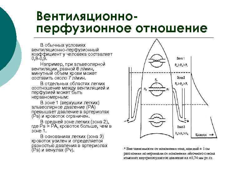 Вентиляционноперфузионное отношение В обычных условиях вентиляционно-перфузионный коэффициент у человека составляет 0, 8 -0, 9.