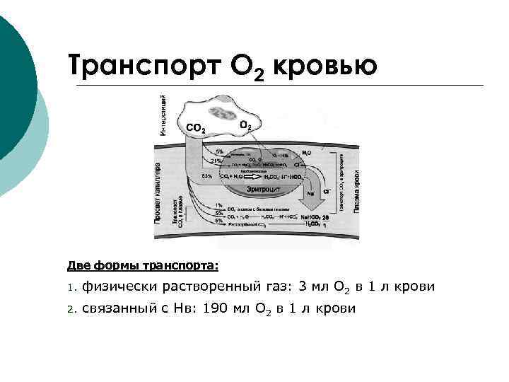 Транспорт О 2 кровью Две формы транспорта: 1. физически растворенный газ: 3 мл О