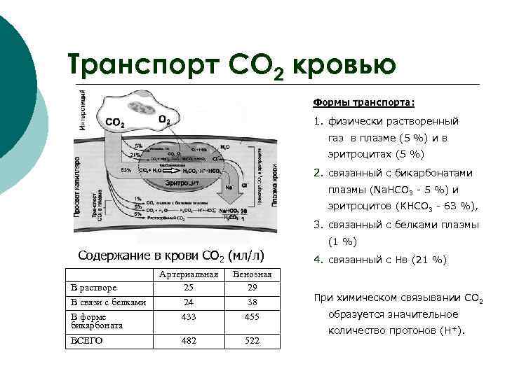 Транспорт СО 2 кровью Формы транспорта: 1. физически растворенный газ в плазме (5 %)