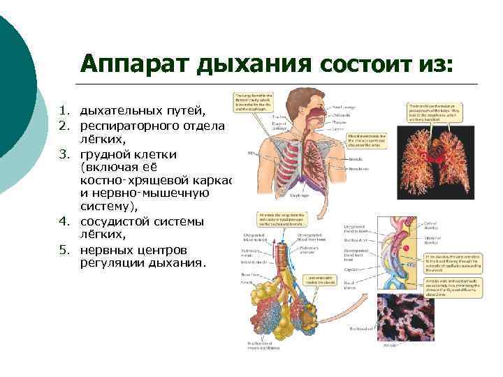 Физиология дыхания презентация