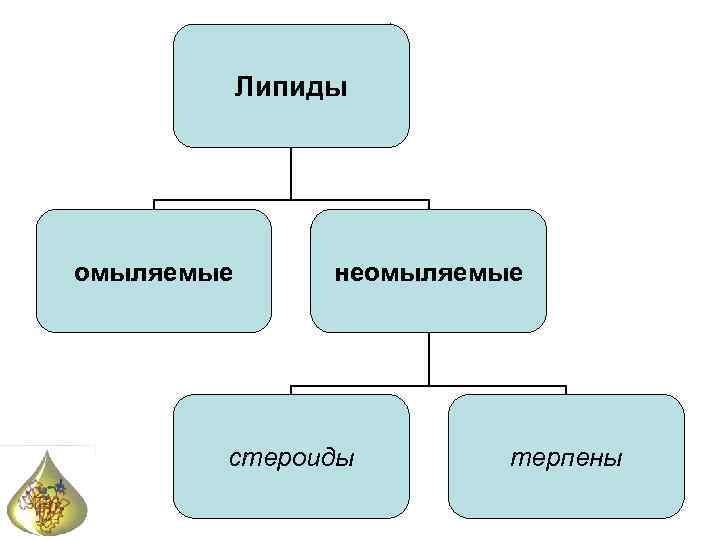 Липиды омыляемые неомыляемые стероиды терпены 