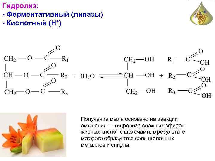 Гидролиз: - Ферментативный (липазы) - Кислотный (Н+) Получение мыла основано на реакции омыления —