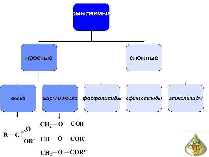 Липиды воска. Омыляемые сложные липиды фосфолипиды. Жиры классификация. Сложные и простые Диры. Простые липиды классификация.