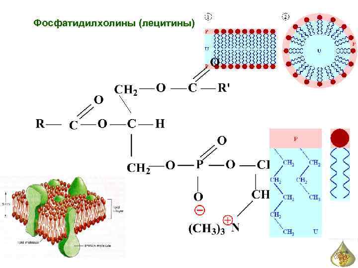 Фосфатидилхолины (лецитины) 
