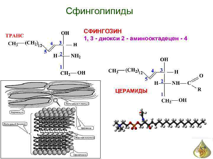 Сфинголипиды СФИНГОЗИН 1, 3 - диокси 2 - аминооктадецен - 4 ЦЕРАМИДЫ 
