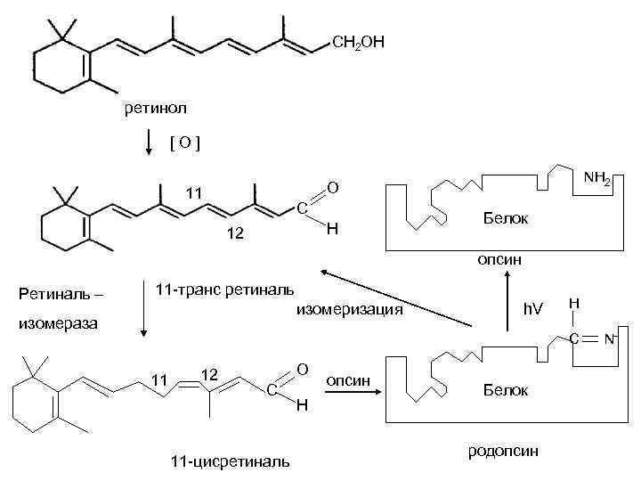 СН 2 ОН ретинол [O] NH 2 О 11 С 12 12 Н Белок