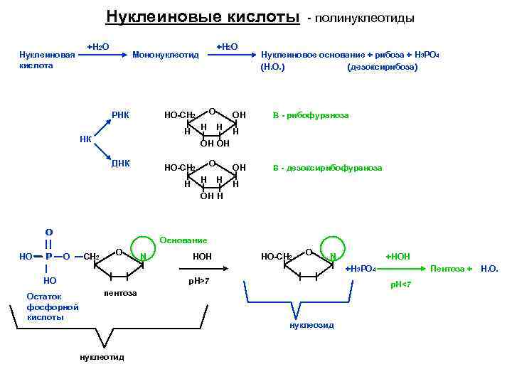 Нуклеиновые кислоты Нуклеиновая кислота +Н 2 О Мононуклеотид О НО-СН 2 РНК Н Н