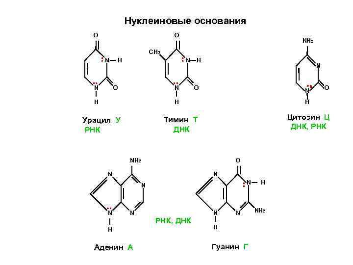 Нуклеиновые основания О О NH 2 CH 3 N N Н N О N