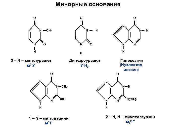 Минорные основания О О О N N N СН 3 N О N Н