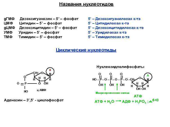 Названия нуклеотидов g. ГМФ Дезоксигуанозин – 5’ – фосфат ЦМФ Цитидин – 5’ –