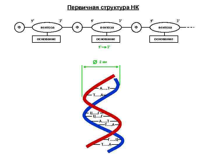 Первичная структура НК 5’ Ф 3’ пентоза основание 5’ 3’ 2 нм А…. .