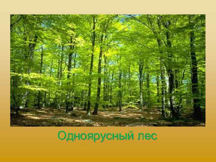 Одноярусный лес 