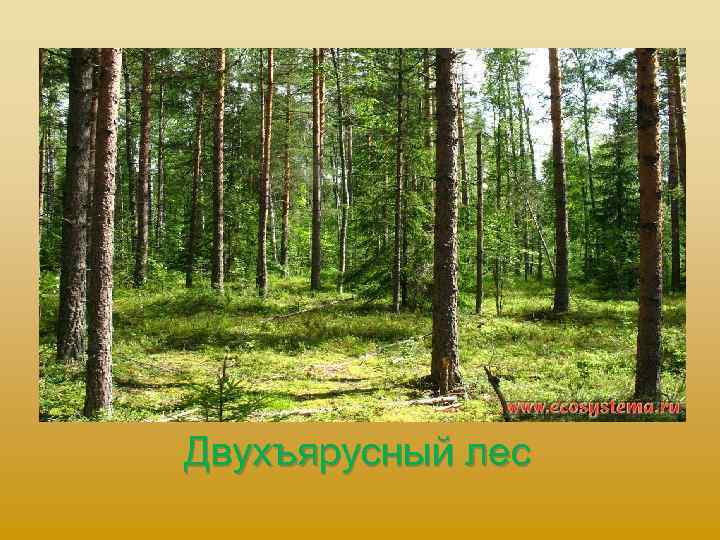 Двухъярусный лес 
