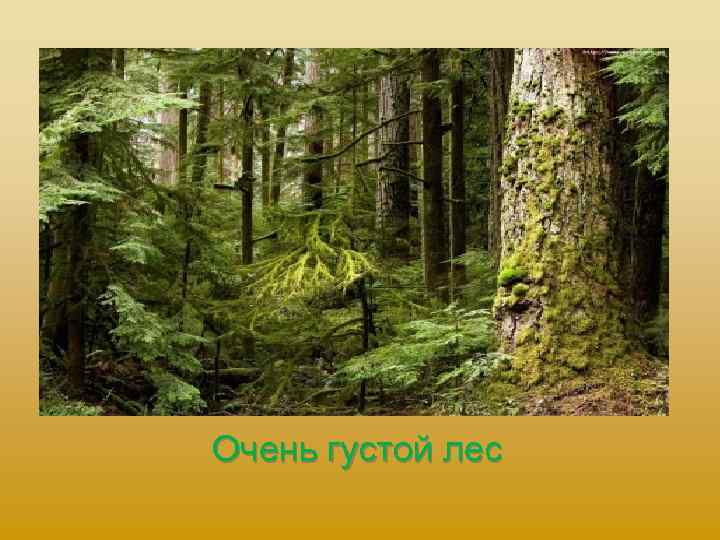 Очень густой лес 