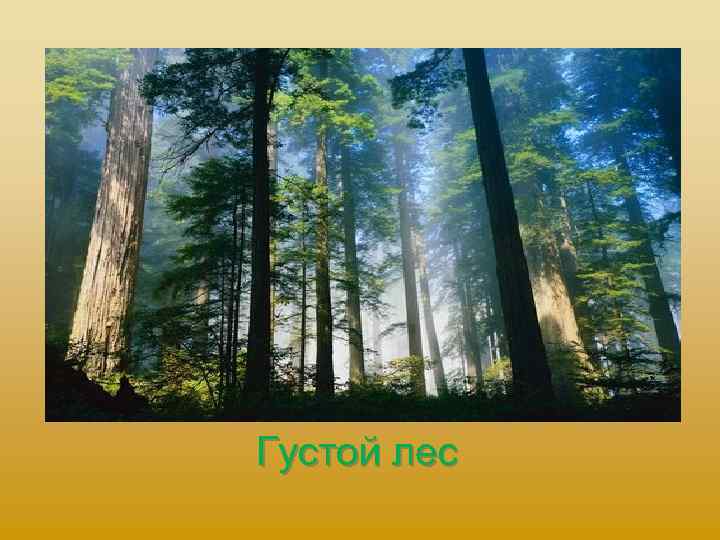 Густой лес 