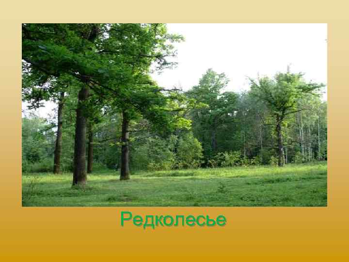 Редколесье 