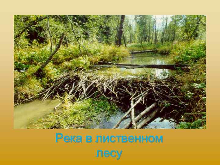 Река в лиственном лесу 