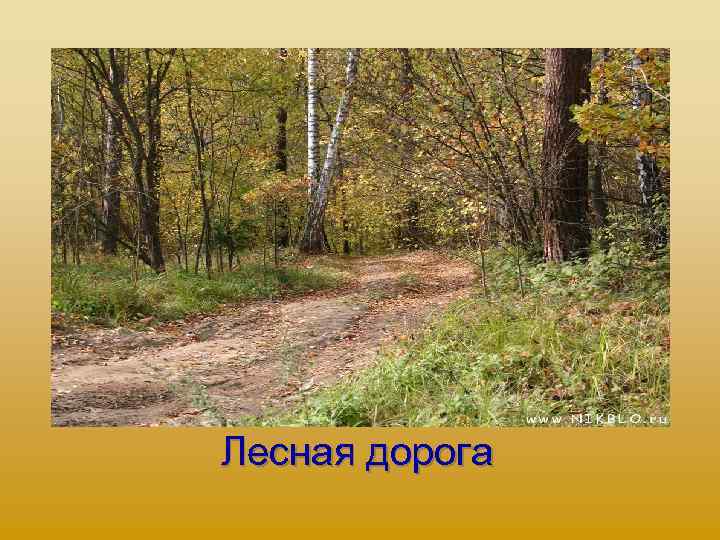 Лесная дорога 