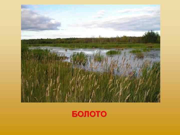БОЛОТО 