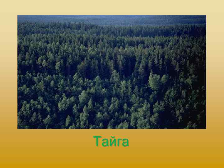Тайга 