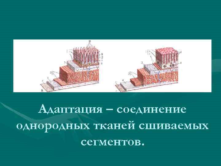 Адаптация – соединение однородных тканей сшиваемых сегментов. 