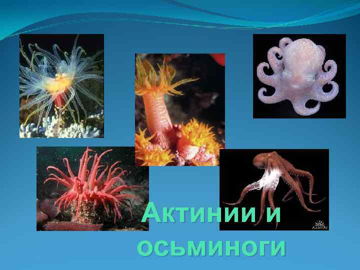 Актинии и осьминоги 