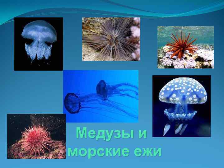 Медузы и морские ежи 